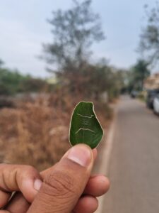 leaf_image