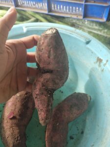 sweet_potato